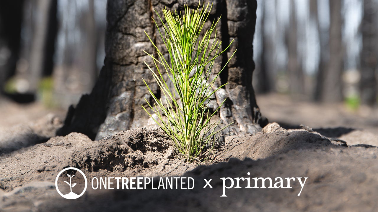 image of plant in ground with onetreeplanted x primary underneath